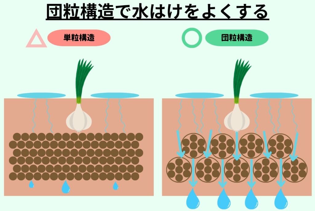 にんにくの栽培は家庭菜園でもできる？植え付けから収穫のポイントまで徹底解説